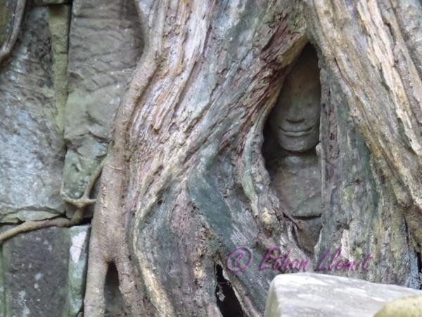 Smiling apsara dancer statue in tree roots at Ta Prohm, Cambodia