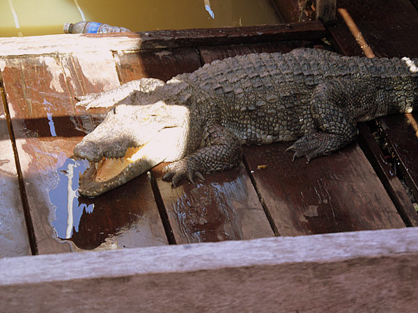 crocodile under the souvenir shop at Tonle Sap Lake, Cambodia