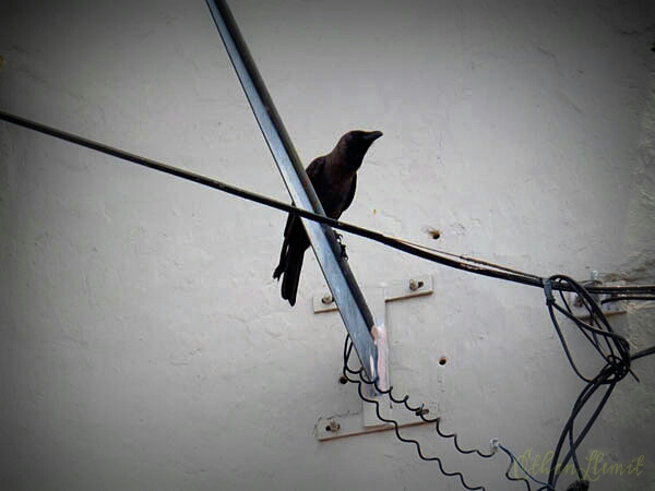 A crow in Melaka